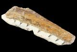 Fossil Mosasaur (Tethysaurus) Jaw Section - Goulmima, Morocco #107086-4